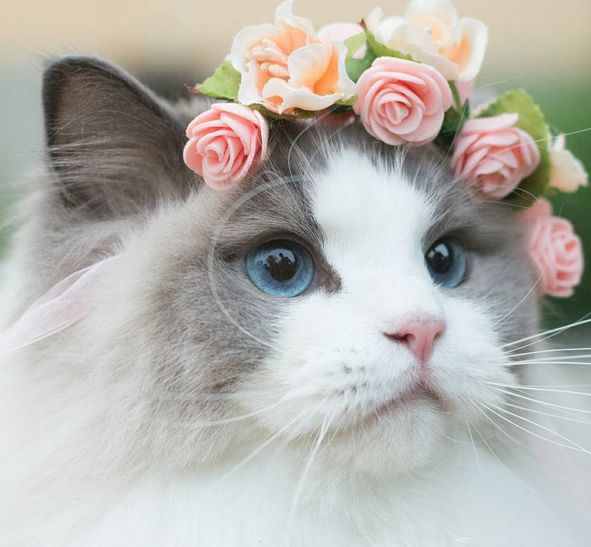 狗狗吃差的狗粮:隐藏的健康危机